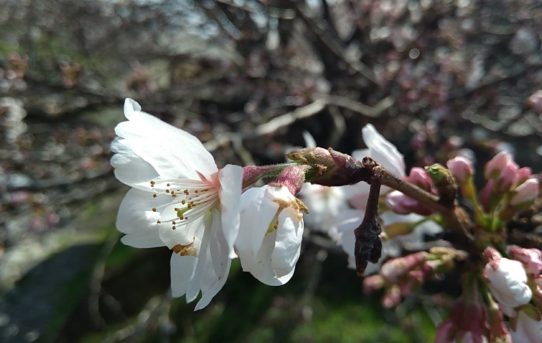 2018 七山で花見🌸